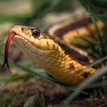 Morsure de serpent