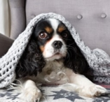 chien sous une couverture