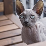 chats hypoallergéniques
