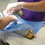 Chirurgie animaux