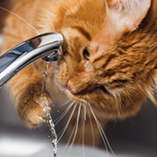 chat boit de l'eau au robinet