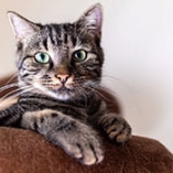 Ténia chez le chat