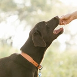 médicament chien