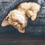 chaton allongé sur une couverture