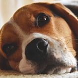Gale des oreilles chez le chien