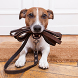 chien stressé