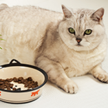 chat obèse