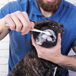 homme qui brosse les dents d'un chien
