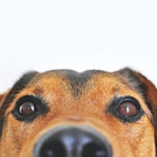 entropion chien