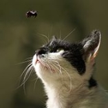 Chat piqué par une abeille