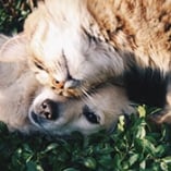 application animal de compagnie