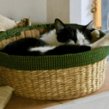 chat panier