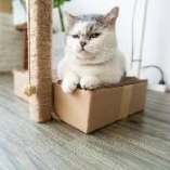 Déménagement avec un chat