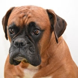 Le boxer