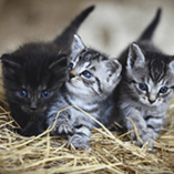 Tout Savoir Sur La Reproduction Des Chats Tout Savoir Sur La Reproduction Des Chats
