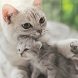 chat et chaton