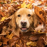 chien qui joue dans les feuilles