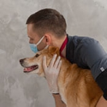 Otite chez le chien