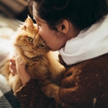 Comportement du chat mourant