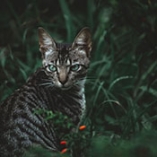 chat Toyger