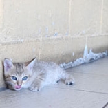 luxation chat