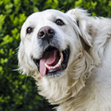 chien excité tire la langue
