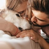 dépenses animaux de compagnie