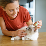 Comment débarrasser mon chat des puces ?