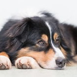 maladies mortelles chez le chien