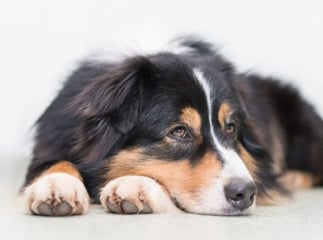 maladies mortelles chez le chien