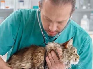 Urgence vétérinaire pour votre animal de compagnie