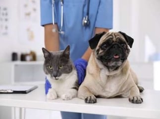 Chien et Chat