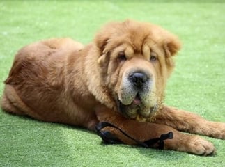 Shar-pe&iuml;
