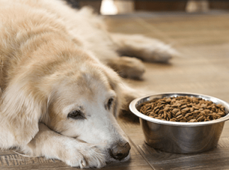 chien dépression