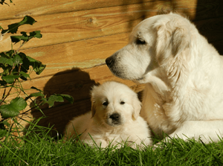 Insémination artificielle du chien