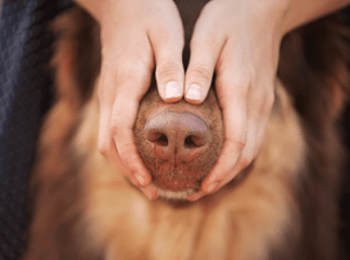 truffe du chien
