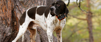collier connecté chien