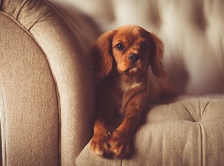 declaration assurance degat chien