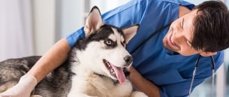 homme qui joue avec son chien