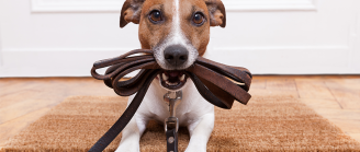 chien stressé