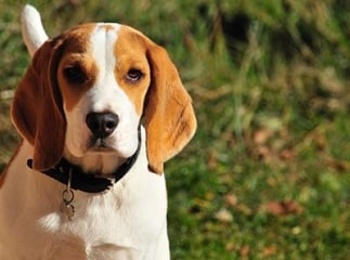beagle
