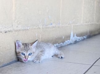 luxation chat