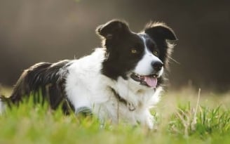 Assurance Border Collie