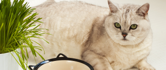 chat obèse