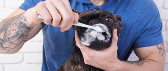 homme qui brosse les dents d'un chien