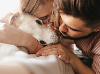 dépenses animaux de compagnie