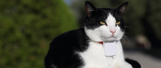 collier connecté chat
