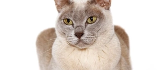 assurance Chat Burmese