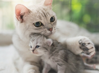 chat et chaton