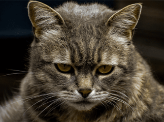 Chat_Age_Gris